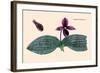 Orchid: Cypripedium Margaritaceum-null-Framed Art Print