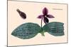 Orchid: Cypripedium Margaritaceum-null-Mounted Art Print