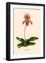 Orchid: Cypripedium Niobe-null-Framed Art Print