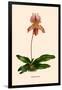 Orchid: Cypripedium Niobe-null-Framed Art Print