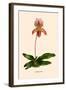 Orchid: Cypripedium Niobe-null-Framed Art Print