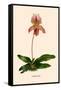 Orchid: Cypripedium Niobe-null-Framed Stretched Canvas