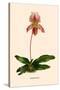 Orchid: Cypripedium Niobe-null-Stretched Canvas