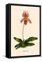 Orchid: Cypripedium Niobe-null-Framed Stretched Canvas