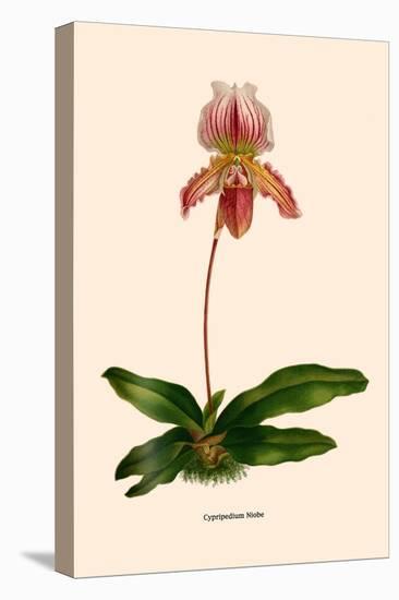 Orchid: Cypripedium Niobe-null-Stretched Canvas