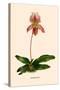 Orchid: Cypripedium Niobe-null-Stretched Canvas