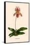 Orchid: Cypripedium Niobe-null-Framed Stretched Canvas