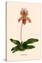 Orchid: Cypripedium Niobe-null-Stretched Canvas