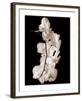 Orchid Dance I-John Rehner-Framed Giclee Print