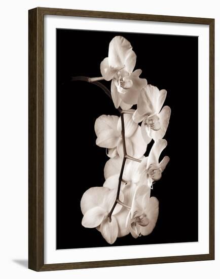 Orchid Dance I-John Rehner-Framed Giclee Print