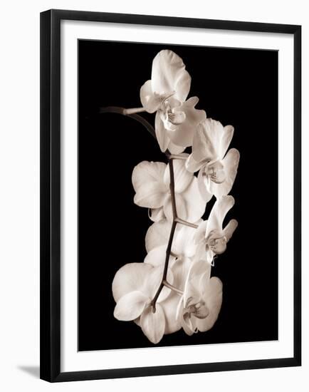 Orchid Dance I-John Rehner-Framed Giclee Print