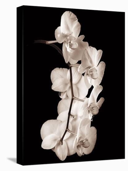 Orchid Dance I-John Rehner-Stretched Canvas