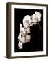 Orchid Dance II-John Rehner-Framed Giclee Print