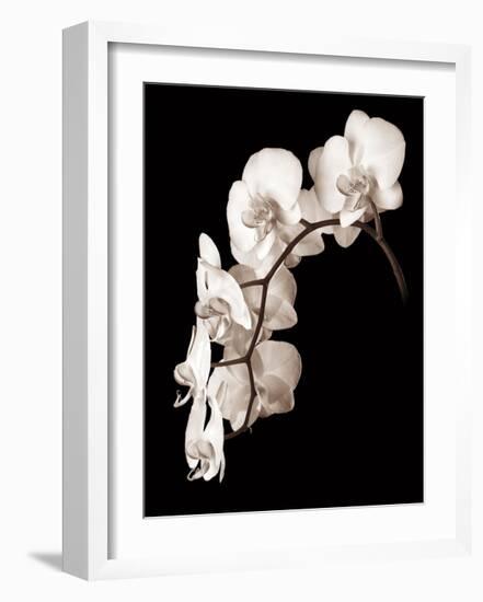 Orchid Dance II-John Rehner-Framed Giclee Print