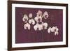 Orchid Dance-Mimi Roberts-Framed Giclee Print