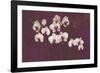 Orchid Dance-Mimi Roberts-Framed Giclee Print