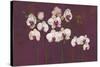 Orchid Dance-Mimi Roberts-Stretched Canvas