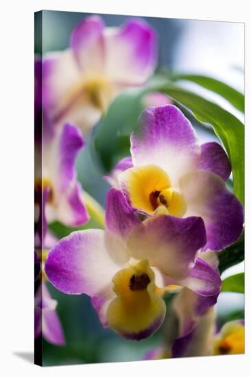 Orchid (Dendrobium)-Maria Mosolova-Stretched Canvas
