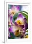 Orchid (Dendrobium)-Maria Mosolova-Framed Photographic Print