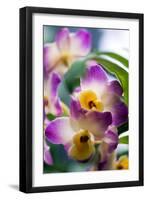 Orchid (Dendrobium)-Maria Mosolova-Framed Photographic Print