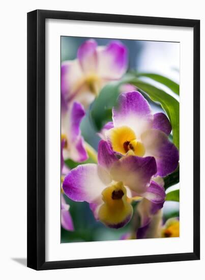 Orchid (Dendrobium)-Maria Mosolova-Framed Photographic Print