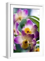 Orchid (Dendrobium)-Maria Mosolova-Framed Photographic Print