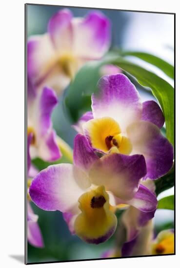 Orchid (Dendrobium)-Maria Mosolova-Mounted Photographic Print