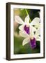 Orchid (Dendrobium)-Maria Mosolova-Framed Photographic Print