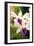 Orchid (Dendrobium)-Maria Mosolova-Framed Photographic Print