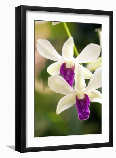 Orchid (Dendrobium)-Maria Mosolova-Framed Photographic Print