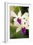 Orchid (Dendrobium)-Maria Mosolova-Framed Photographic Print