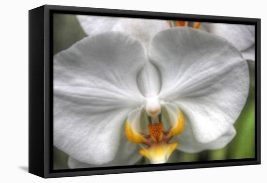 Orchid Detail-Robert Goldwitz-Framed Stretched Canvas