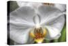 Orchid Detail-Robert Goldwitz-Stretched Canvas