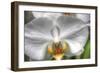 Orchid Detail-Robert Goldwitz-Framed Photographic Print