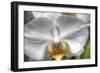 Orchid Detail-Robert Goldwitz-Framed Photographic Print