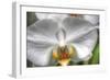 Orchid Detail-Robert Goldwitz-Framed Photographic Print