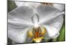 Orchid Detail-Robert Goldwitz-Mounted Photographic Print