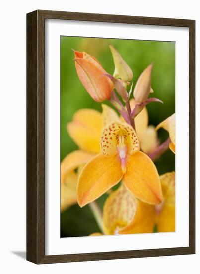 Orchid Disa Kewensis-Jon Stokes-Framed Photographic Print