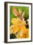 Orchid Disa Kewensis-Jon Stokes-Framed Photographic Print