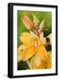 Orchid Disa Kewensis-Jon Stokes-Framed Photographic Print