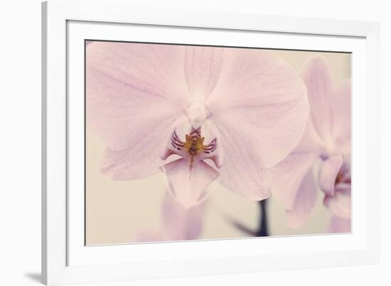 Orchid Dream-John Harper-Framed Giclee Print