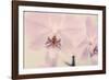 Orchid Dream-John Harper-Framed Giclee Print