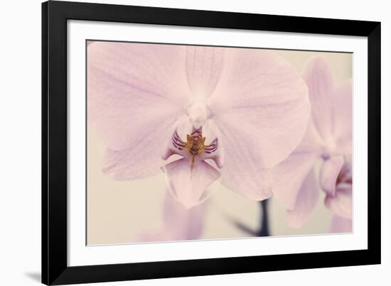 Orchid Dream-John Harper-Framed Giclee Print