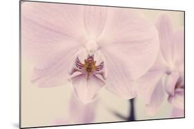 Orchid Dream-John Harper-Mounted Giclee Print