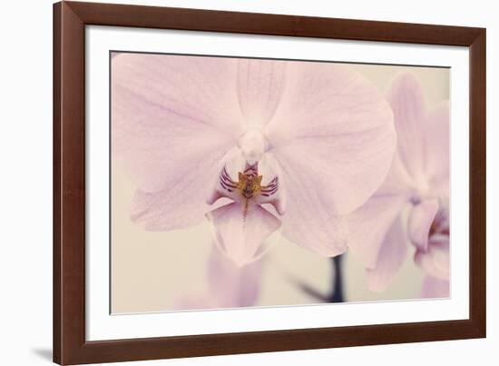 Orchid Dream-John Harper-Framed Giclee Print