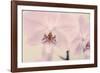 Orchid Dream-John Harper-Framed Giclee Print