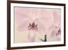 Orchid Dream-John Harper-Framed Giclee Print