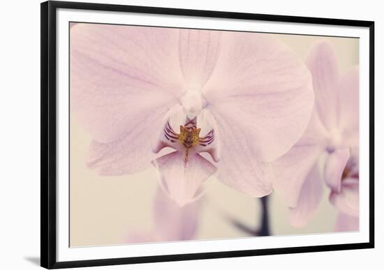 Orchid Dream-John Harper-Framed Giclee Print