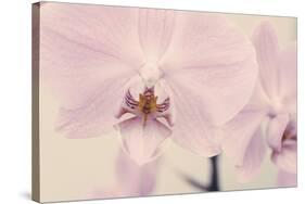 Orchid Dream-John Harper-Stretched Canvas