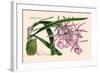 Orchid: Epidendrum Namorale-null-Framed Art Print